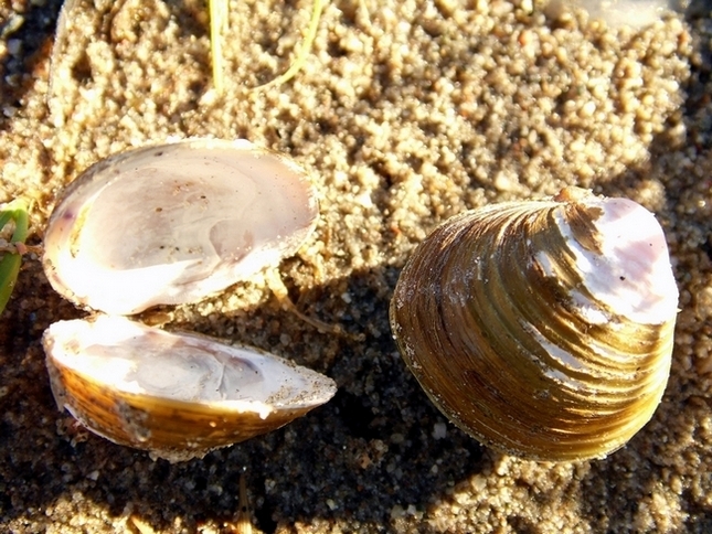 Mollusco da ID